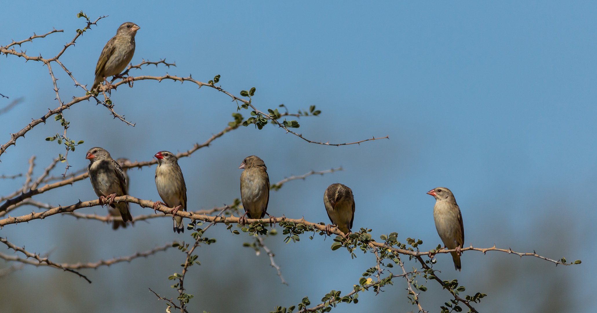 Blutschnabel Webervögel - Sechs von Tausend