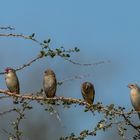 Blutschnabel Webervögel - Sechs von Tausend