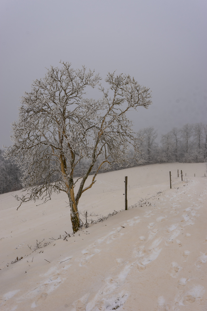 Blutschnee