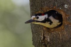 Blutspecht (Hahn) (Dendrocopus syriacus)