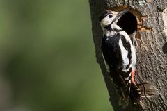 Blutspecht (Henne) (Dendrocopus syriacus)