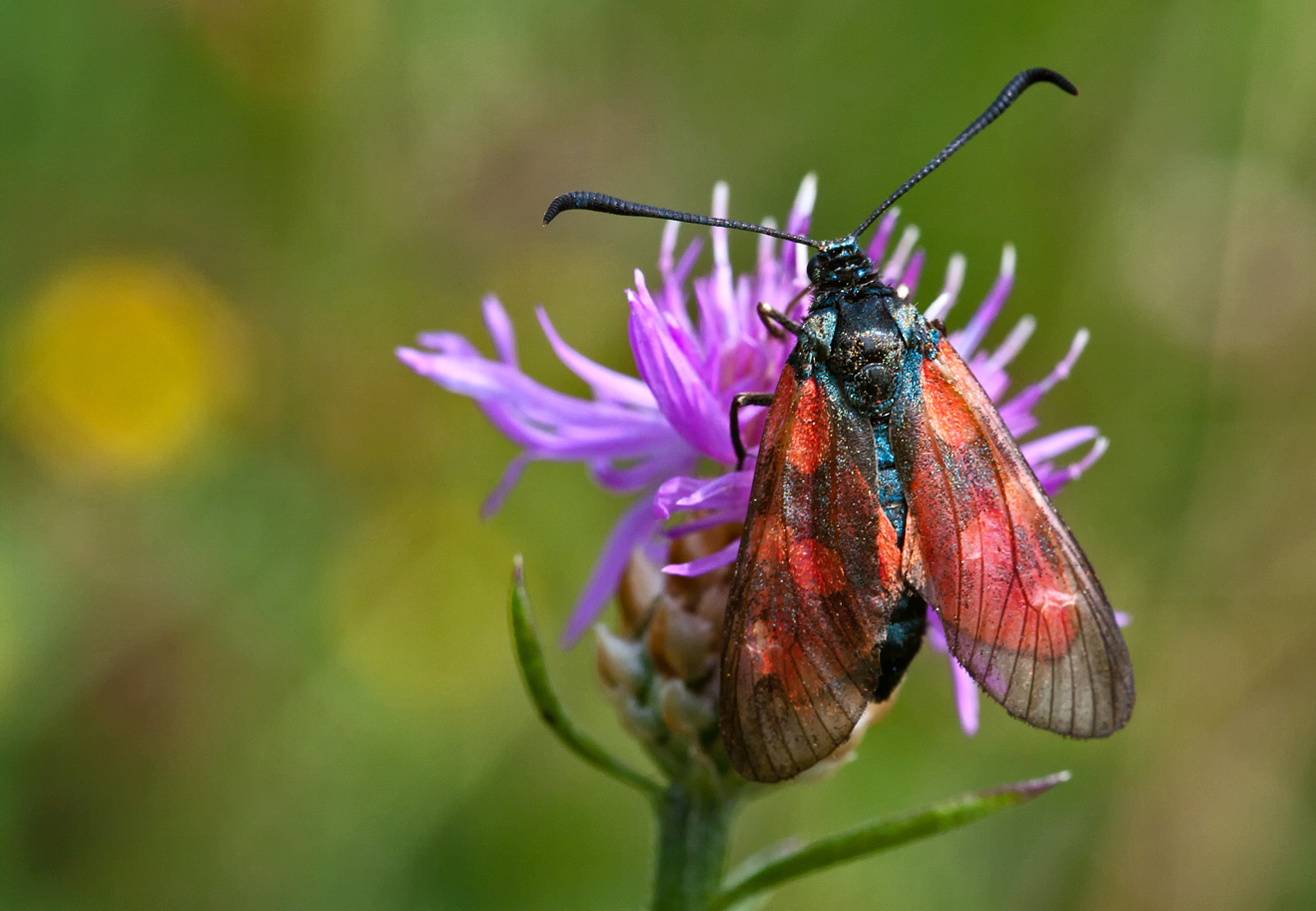 Blutströpchen