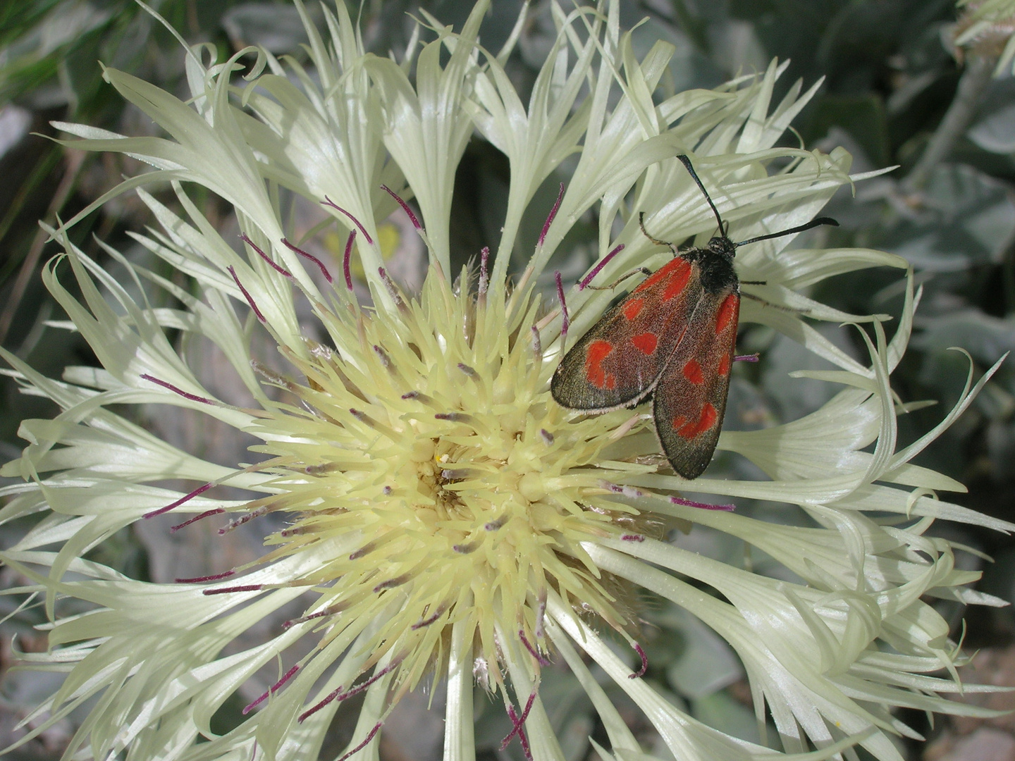 Blutströpfchen