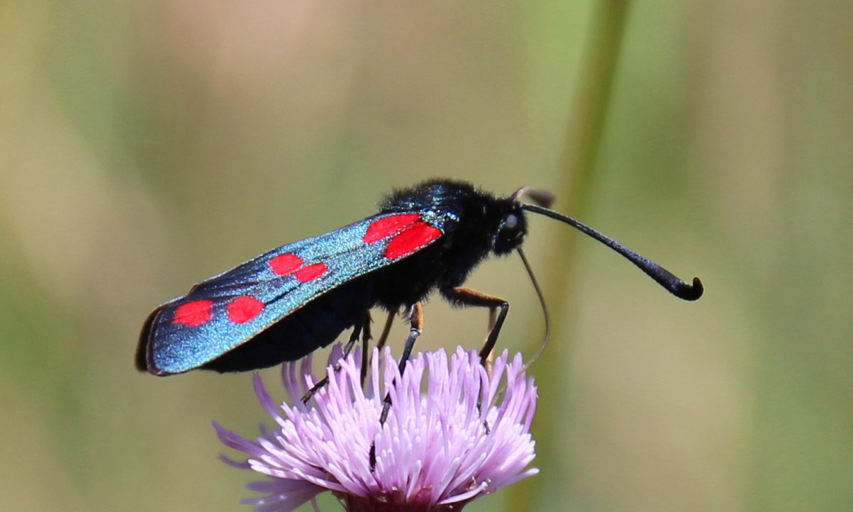 Blutströpfchen auf Distel:-)