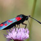 Blutströpfchen auf Distel:-)