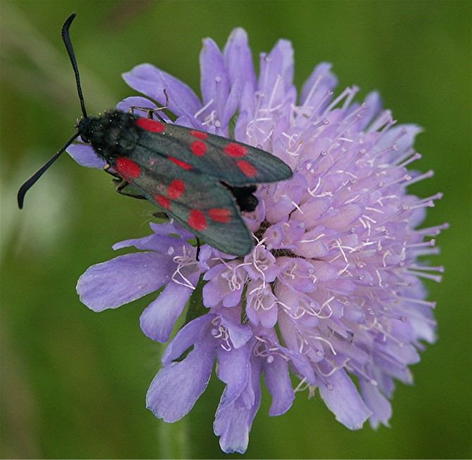 Blutströpfchen auf einer Acker - Witwenblume