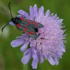 Blutströpfchen auf einer Acker - Witwenblume