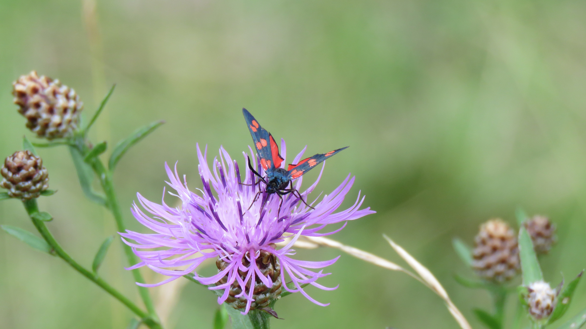 Blutströpfchen auf Flockenblume