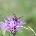 Blutströpfchen auf Flockenblume