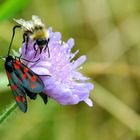 Blutströpfchen, Biene und Schwebefliege an einer Ackerwitwenblume