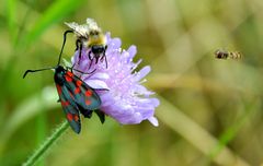 Blutströpfchen, Biene und Schwebefliege an einer Ackerwitwenblume