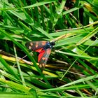 Blutströpfchen im Gras