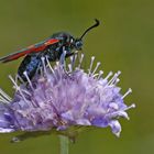 Blutströpfchen im Profil