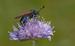 Blutströpfchen im Profil