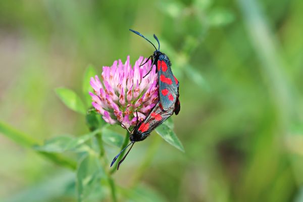 Blutströpfchen in Love