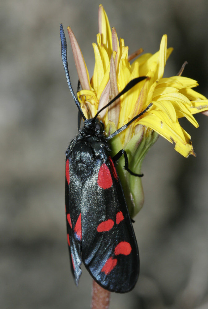 Blutströpfchen (Kalabrien)