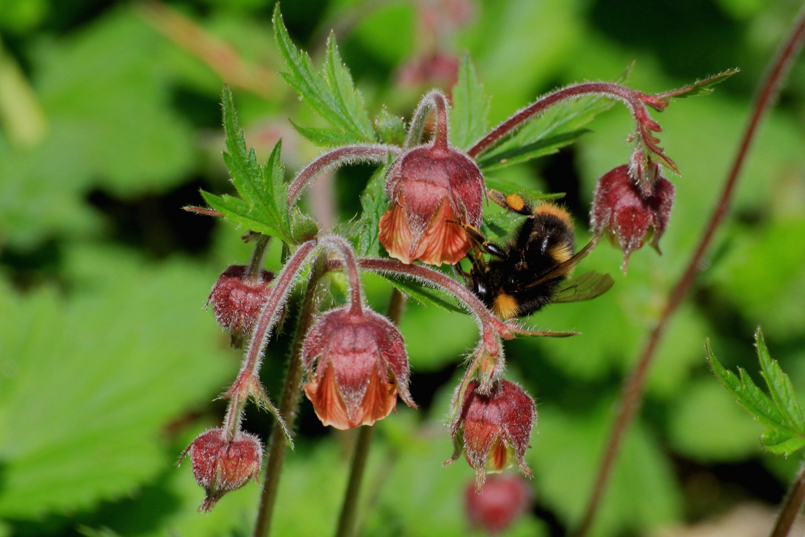 Blutströpfchen und Hummel