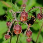 Blutströpfchen und Hummel