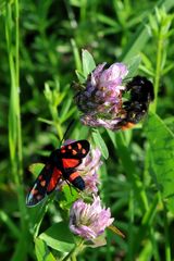 Blutströpfchen und Hummel vereint