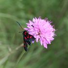 Blutströpfchen und Nachbar