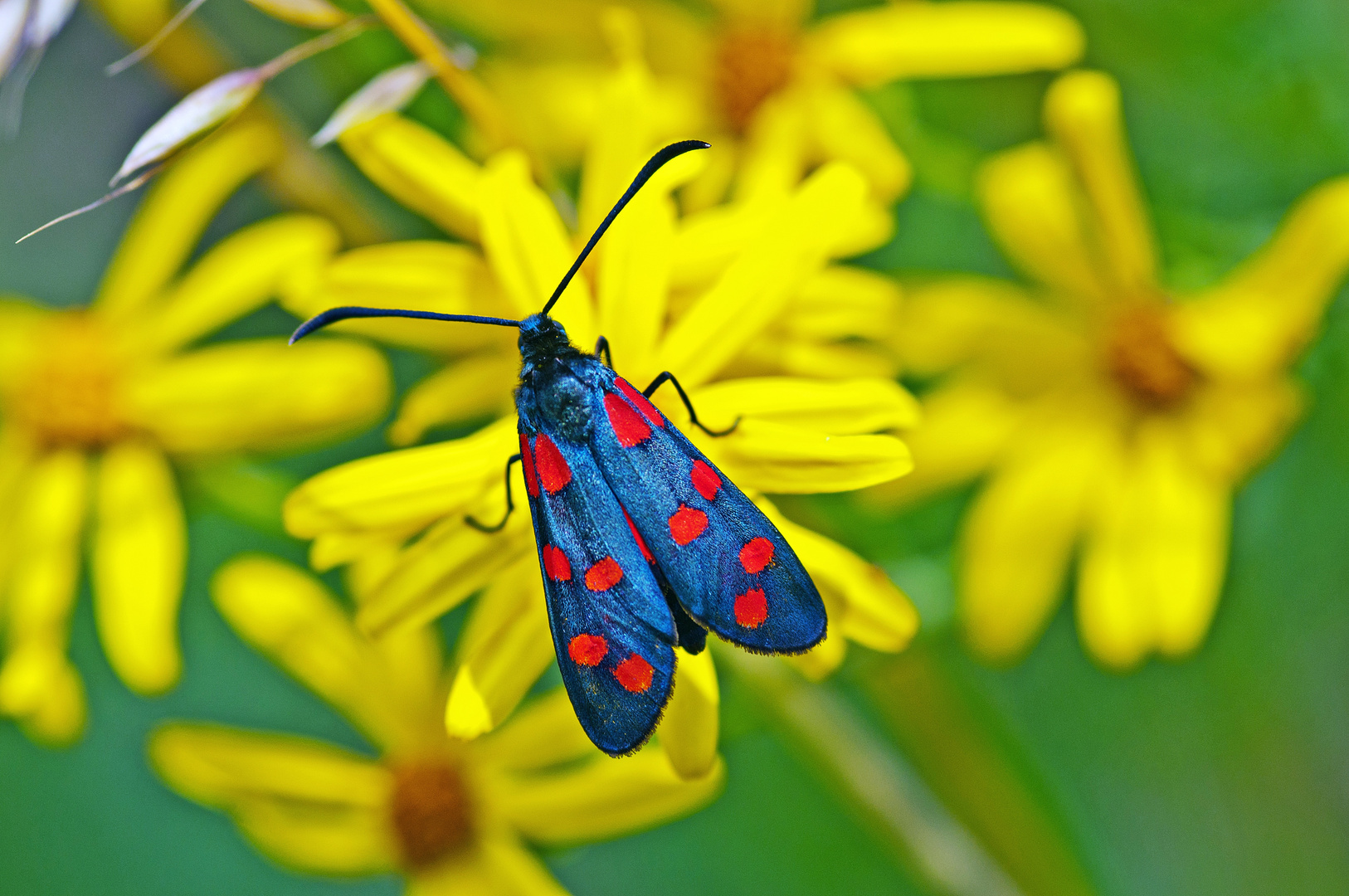 Blutströpfchen (Zygaena filipendulae )