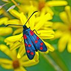 Blutströpfchen (Zygaena filipendulae )