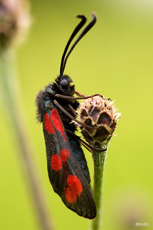 Blutströpfchen (Zygaena filipendulae)