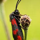 Blutströpfchen (Zygaena filipendulae)