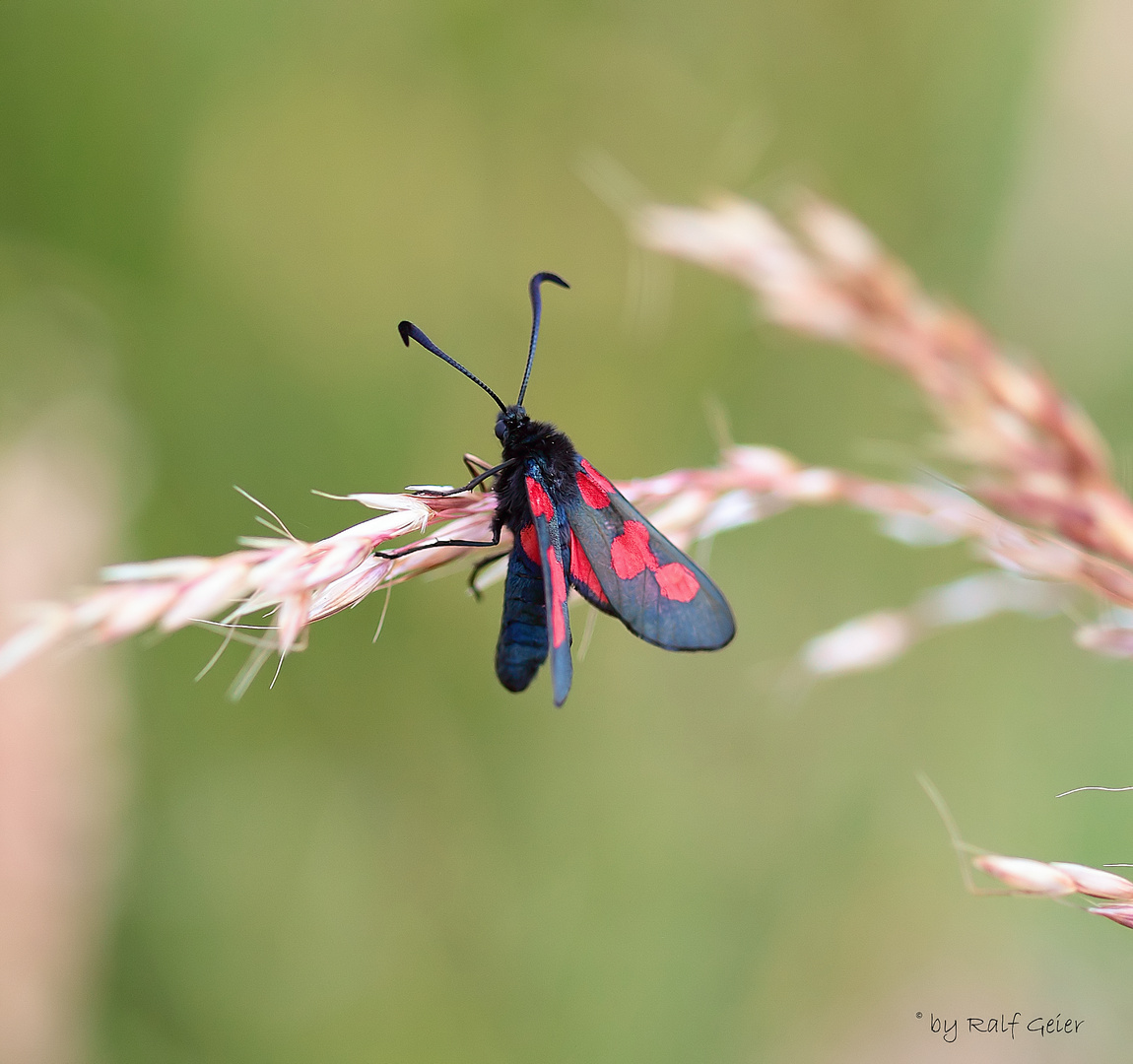 Blutströpfchen (Zygaenidae)