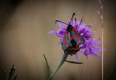 Blutströpfchen (Zygaenidae)