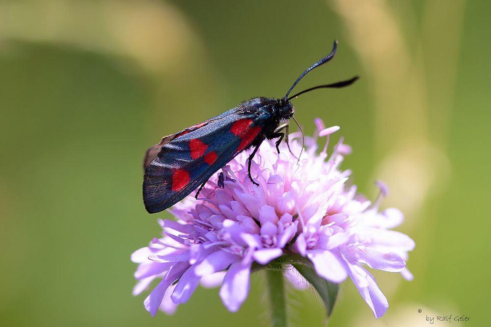 Blutströpfchen (Zygaenidae) II