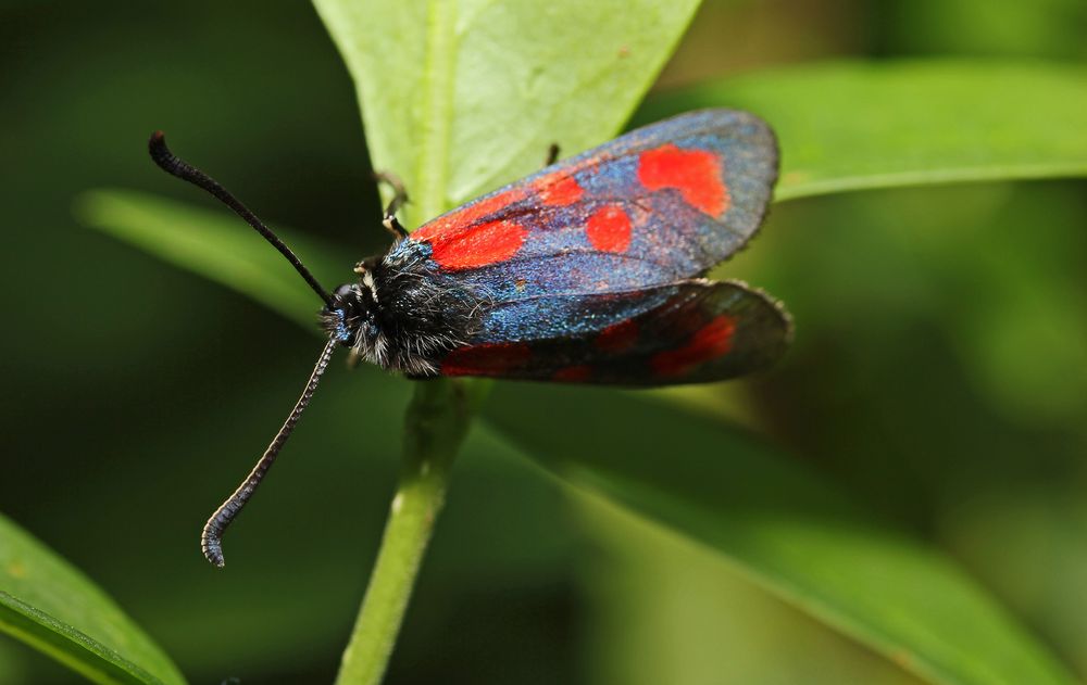 Blutströpfchenfalter