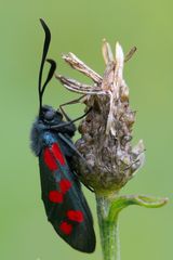 Blutströpfen vom letzten Sommer ...