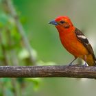 Bluttangare aus dem Nebelwald von Panama