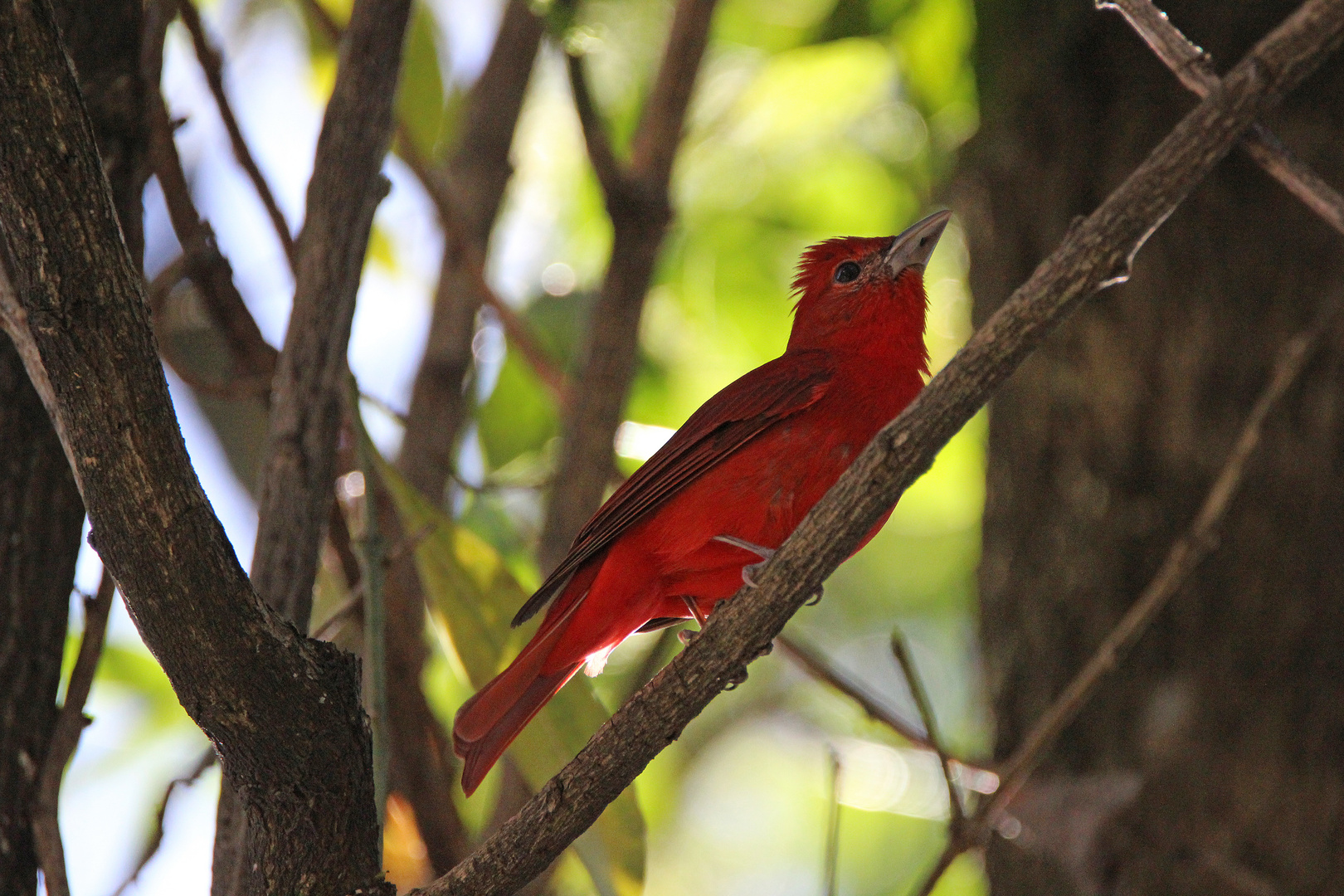 Bluttangare, Regenwald, Costa Rica