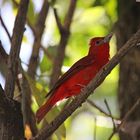 Bluttangare, Regenwald, Costa Rica