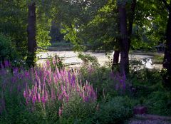 Blutweiderich am See