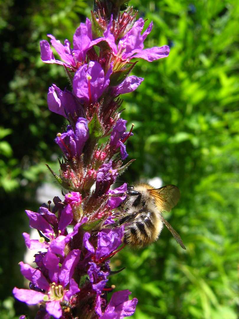 Blutweiderich auf "Bienenfang"