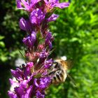 Blutweiderich auf "Bienenfang"