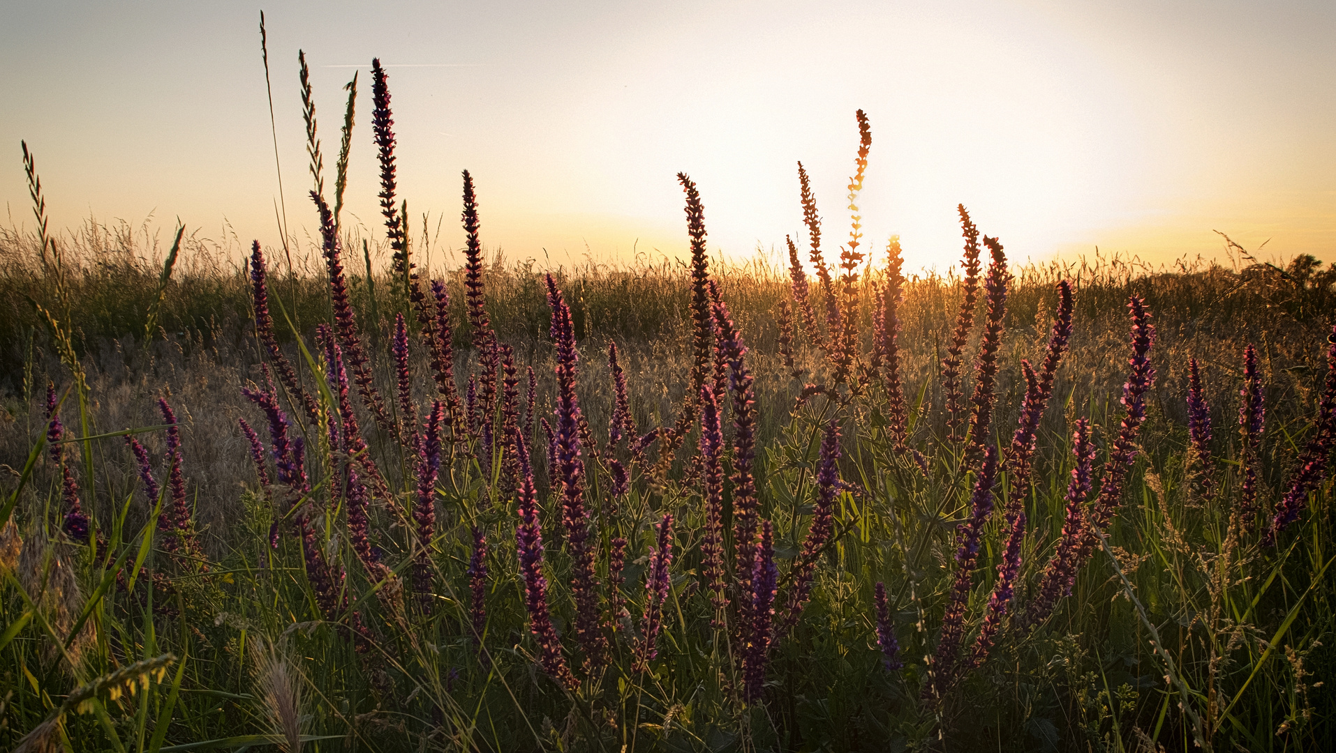 Blutweiderich in der Abendsonne