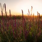 Blutweiderich in der Abendsonne