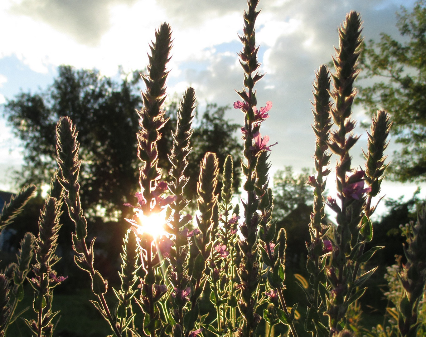 Blutweiderich in der Morgensonne