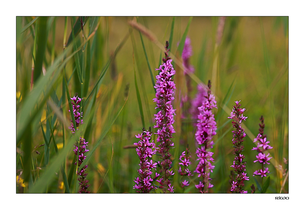 Blutweiderich (Lythrum salicaria)