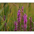 Blutweiderich (Lythrum salicaria)