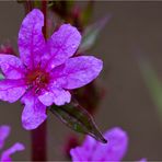 Blutweiderich (Lythrum salicaria)