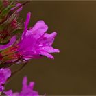 Blutweiderich (Lythrum salicaria).