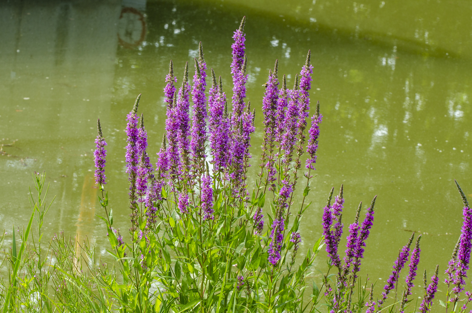 Blutweiderich (Lythrum salicaria) Foto & Bild pflanzen, pilze