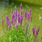 Blutweiderich (Lythrum salicaria)