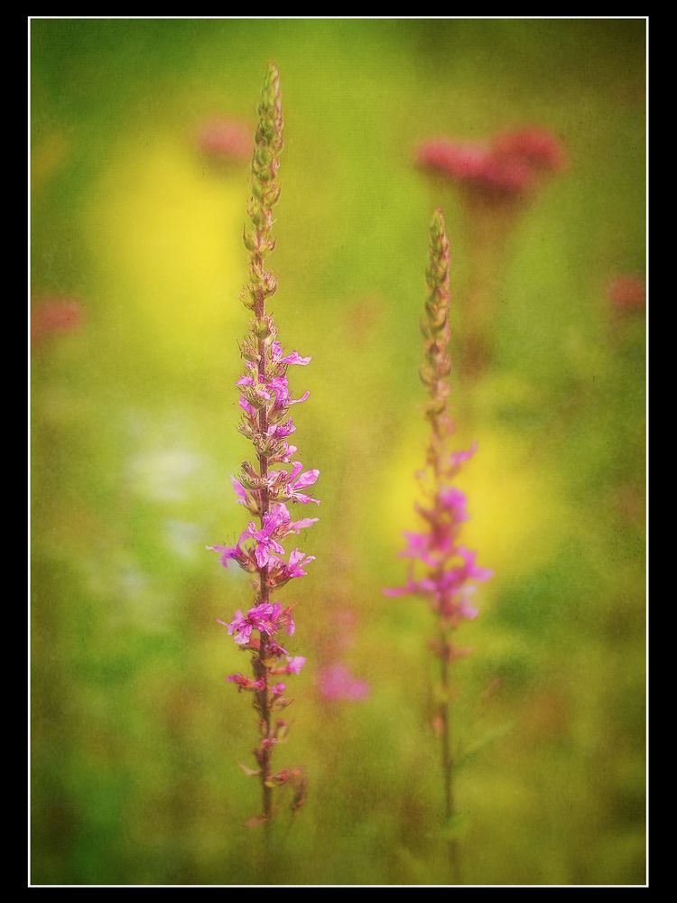 ... Blutweiderich mit Bokeh von Dost- & Felberichblüten 