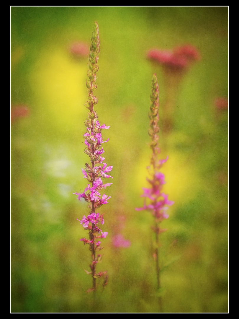 ... Blutweiderich mit Bokeh von Dost- & Felberichblüten 